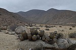Copiapoa calderana PV2798 Caldera severne GPS2601 Peru_Chile 2014_2586.jpg
